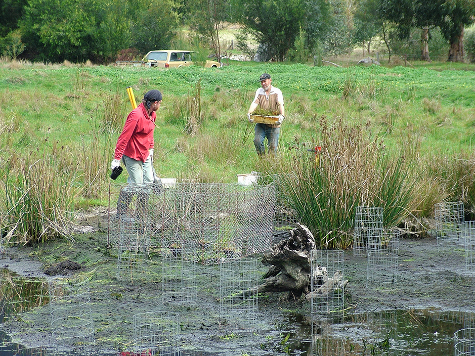 Planting semi-aquatic wetland herbs in 2005 into “Duck Dinner Pond”, part of Redman Bluff Wetlands at Grampians Paradise Camping and Caravan Parkland