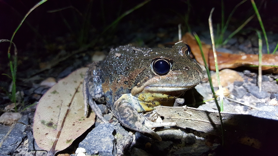 Pobblebonk frog beside Observatory Pond, Redman Bluff Wetlands at Grampians Paradise Camping and Caravan Parkland