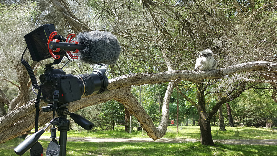 Filming a baby (fledgling) Tawny Frogmouth at Grampians Paradise Camping and Caravan Parkland