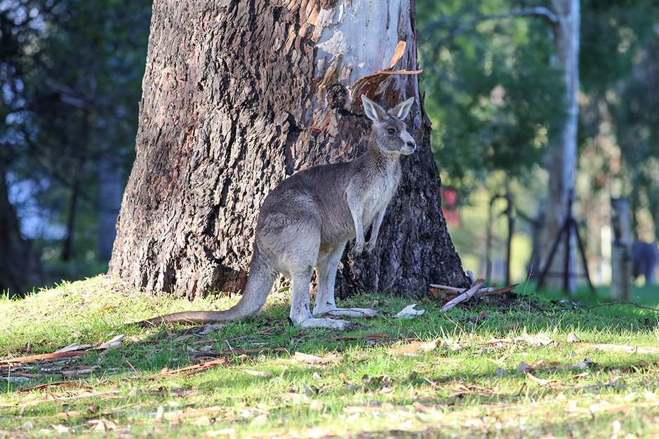 Up close to one of our Eastern Gray Kangaroo mums at Grampians Paradise Camping and Caravan Parkland