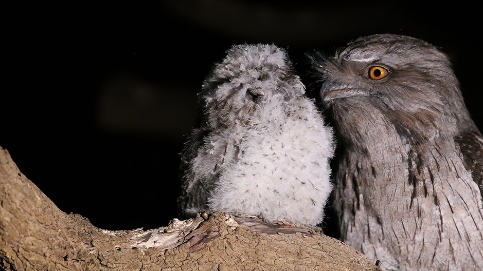 Tawny Frogmouth feeding its fledged chick at Grampians Paradise Camping and Caravan Parkland