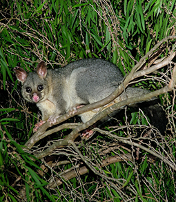 Creation of Wildlife Haven at Grampians Paradise Camping and Caravan ...