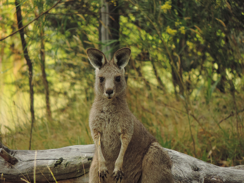 Easter Grey Kangaroo photographed by Annamaria Ratki at Grampians Paradise Camping and Caravan Parkland