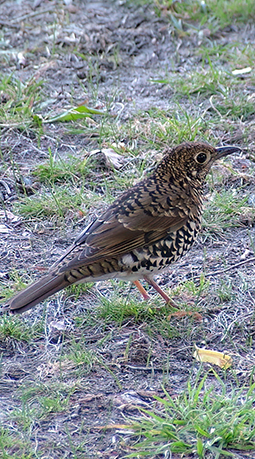 Bassian Thrush are an autumn visitor to the grounds of Grampians Paradise Camping and Caravan Parkland during the drier autumns