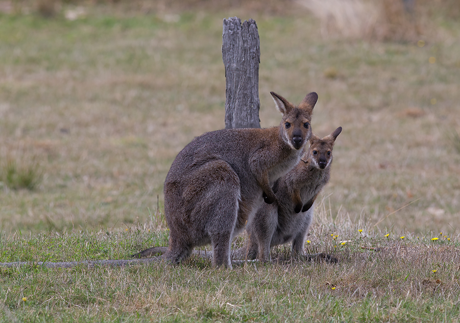 Red-necked wallaby and joey at Grampians Paradise Camping and Caravan Parkland