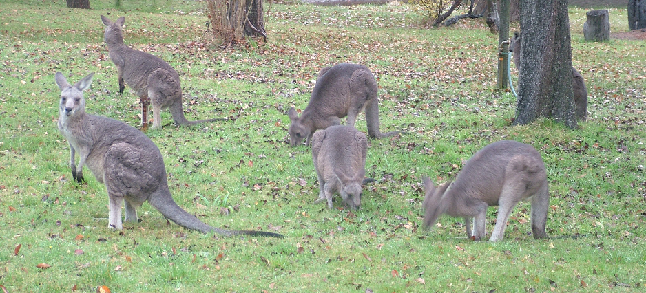 Kangaroos grazing right beside the lakeside powered camping sites at Grampians Paradise Camping and Caravan Parkland