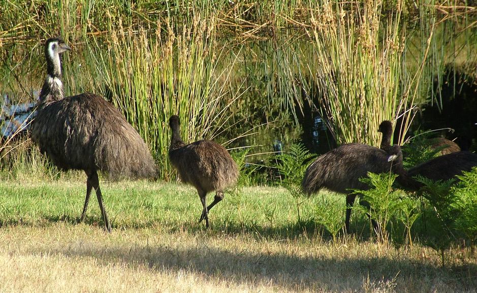 Emu dad and chicks seen from the North Sites of Grampians Paradise Camping and Caravan Parkland, on the edge of the Grampians National Park, Victoria, AUSTRALIA