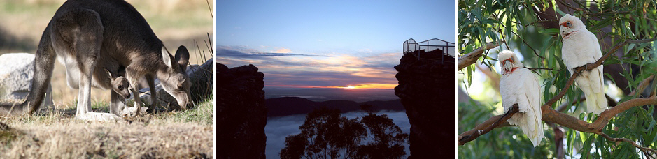 Kangaroo and Joe, Cookatoos and the view of the Pinical, Grampians National Park